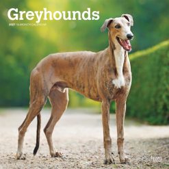 Greyhounds 2027 Square