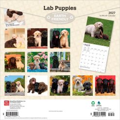 Alternative view of Labrador Retriever Puppies 2027 Square
