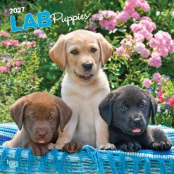 Labrador Retriever Puppies 2027 Square