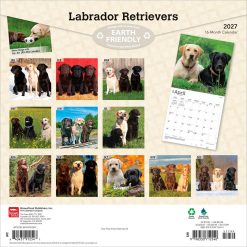 Alternative view of Labrador Retrievers 2027 Square
