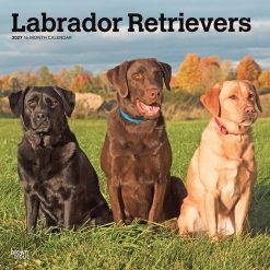 Labrador Retrievers 2027 Square