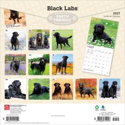 Alternative view of Labrador Retrievers, Black 2027 Square