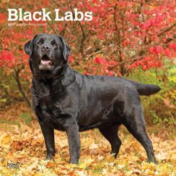 Labrador Retrievers, Black 2027 Square