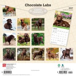 Alternative view of Labrador Retrievers, Chocolate 2027 Square