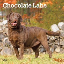 Labrador Retrievers, Chocolate 2027 Square