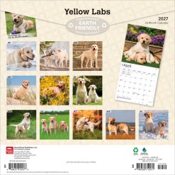 Alternative view of Labrador Retrievers, Yellow 2027 Square