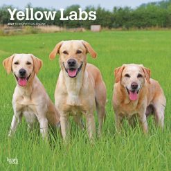 Labrador Retrievers, Yellow 2027 Square