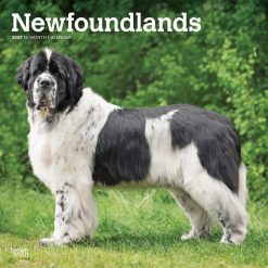 Newfoundlands 2027 Square