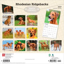 Alternative view of Rhodesian Ridgebacks 2027 Square
