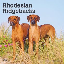 Rhodesian Ridgebacks 2027 Square
