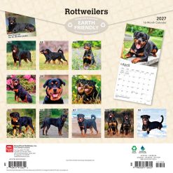 Alternative view of Rottweilers 2027 Square