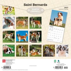 Alternative view of Saint Bernards 2027 Square