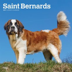 Saint Bernards 2027 Square