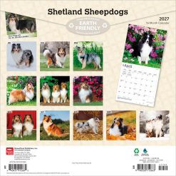 Alternative view of Shetland Sheepdogs 2027 Square