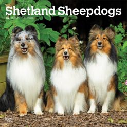 Shetland Sheepdogs 2027 Square