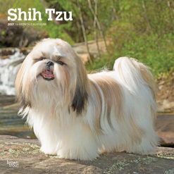 Shih Tzu 2027 Square