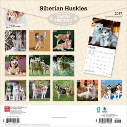 Alternative view of Siberian Huskies 2027 Square