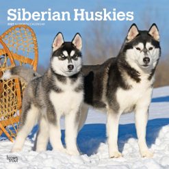 Siberian Huskies 2027 Square