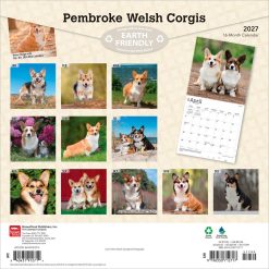 Alternative view of Welsh Corgis, Pembroke 2027 Square