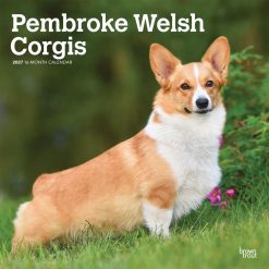 Welsh Corgis, Pembroke 2027 Square