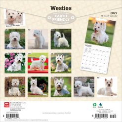 Alternative view of West Highland White Terriers 2027 Square