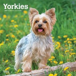 Yorkshire Terriers 2027 Square