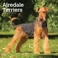Airedale Terriers 2027 Square