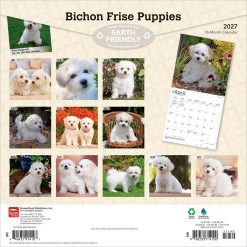 Alternative view of Bichon Frise Puppies 2027 Square