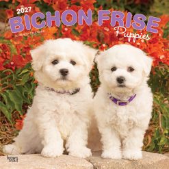 Bichon Frise Puppies 2027 Square