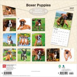 Alternative view of Boxer Puppies 2027 Square