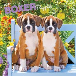 Boxer Puppies 2027 Square