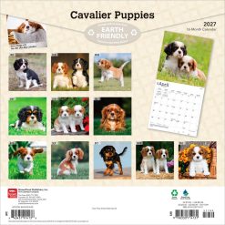 Alternative view of Cavalier King Charles Spaniel Puppies 2027 Square