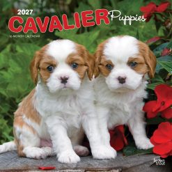 Cavalier King Charles Spaniel Puppies 2027 Square