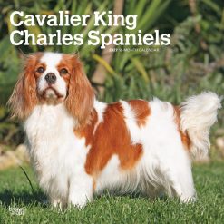 Cavalier King Charles Spaniels 2027 Square
