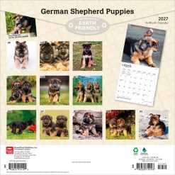 Alternative view of German Shepherd Puppies 2027 Square