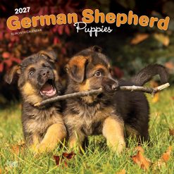 German Shepherd Puppies 2027 Square