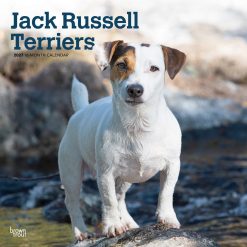 Jack Russell Terriers 2027 Square