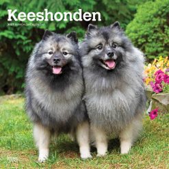 Keeshonden 2027 Square