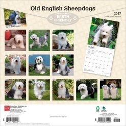 Alternative view of Old English Sheepdogs 2027 Square