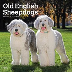Old English Sheepdogs 2027 Square