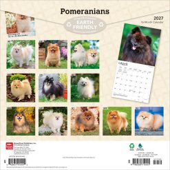 Alternative view of Pomeranians 2027 Square