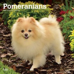 Pomeranians 2027 Square
