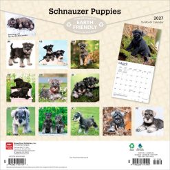 Alternative view of Schnauzer Puppies 2027 Square