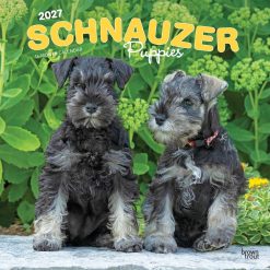 Schnauzer Puppies 2027 Square