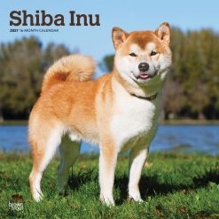 Shiba Inu 2027 Square