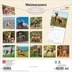 Alternative view of Weimaraners 2027 Square
