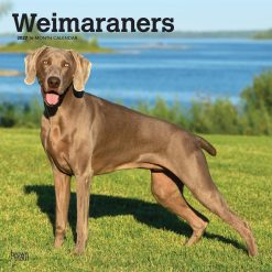 Weimaraners 2027 Square