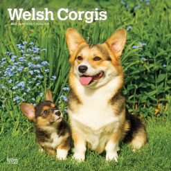 Welsh Corgis 2027 Square