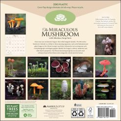 Alternative view of Miraculous Mushroom 2027 Square