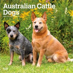 Australian Cattle Dogs 2027 Square Wall Calendar